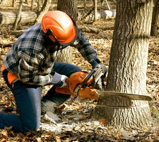 Tree Removal in Waverly, IL